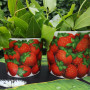 FRAGOLE Cachepot Medio / Cachepot Medium