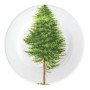 Piattino / Small Plate, B/B