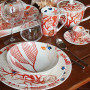 Fondo / Coupe Soup