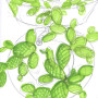 Ciotola - Insalatiera grande / Large Bowl
