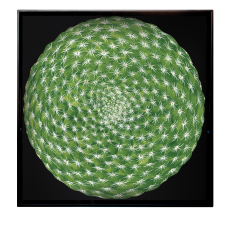 Vassoio Quadrato - Square Tray